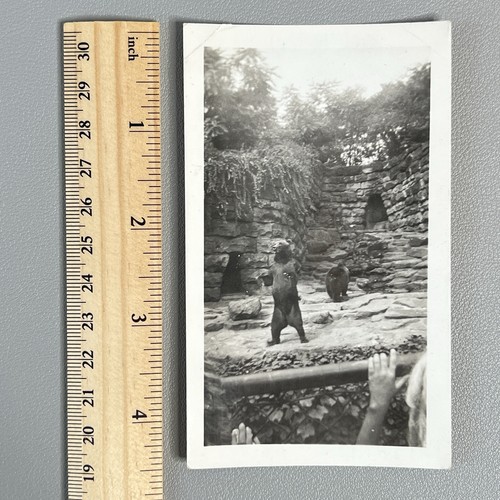 Vtg 1950s photo - vtg, bear